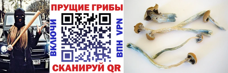 Купить где  Лебедянь  Галлюциногенные грибы GOLDEN TEACHER 